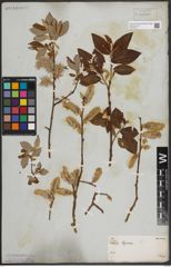 Foto von Salix caprea L.